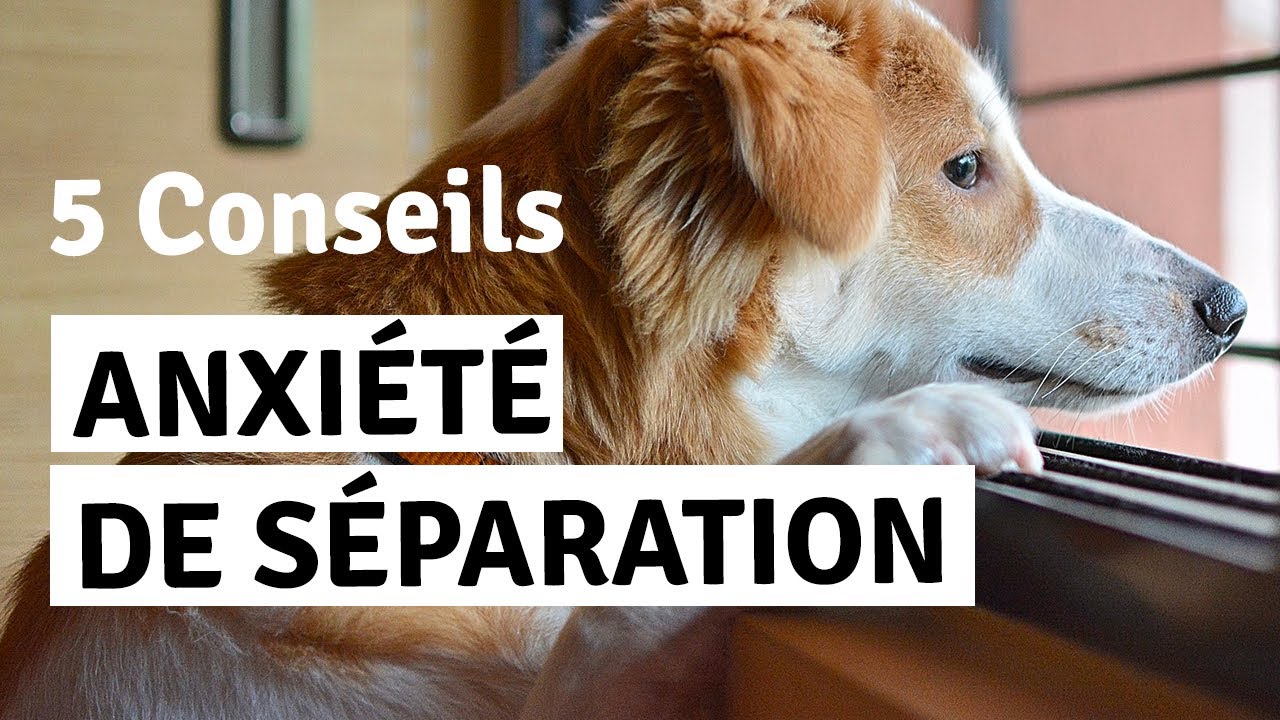 MON CHIEN N'AIME PAS RESTER SEUL
