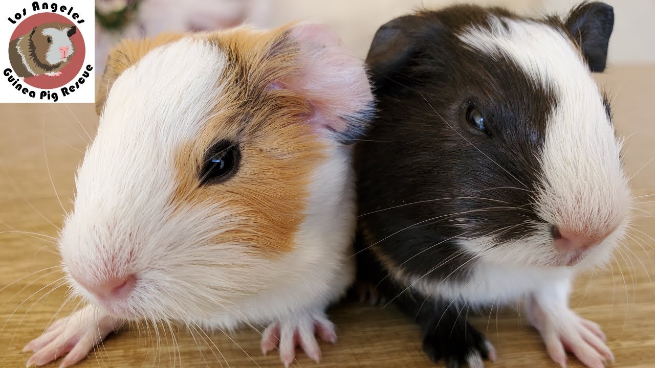 How to Best Breed Guinea Pigs
