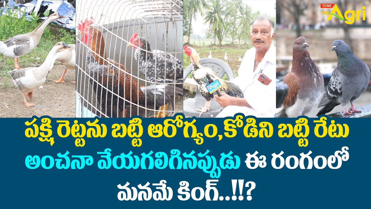 Jathi Kollu, Punjulu Farming | పక్షి రెట్టను బట్టి ఆరోగ్యం, కోడిని బట్టి రేటు అంచనా..! Tone Agri