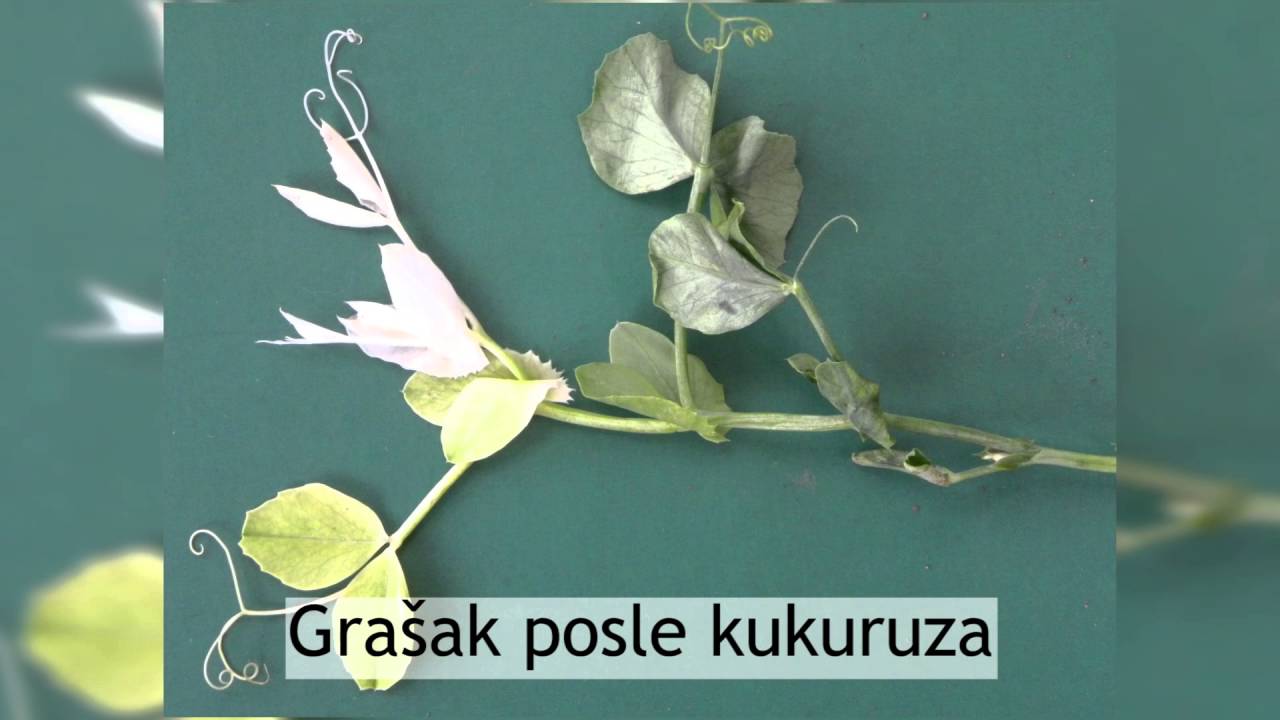 BASF škola zaštite bilja – Tehnologija u proizvodnji soje i suncokreta