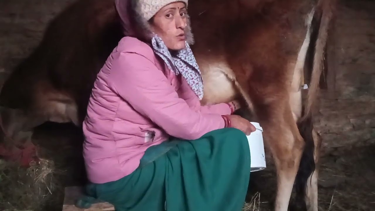 आज नीकला गया से दुध #youtube  #phadivibes  #villagelife  #minivlog 