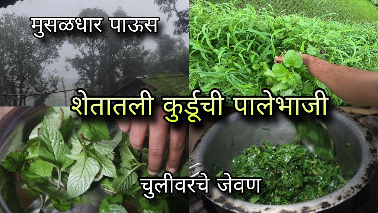 शेतातून आणली कुर्डू भाजी - चुलीवरची पालेभाजी | मुसळधार पाऊस | Kokan vegetables | Kokankar Avinash