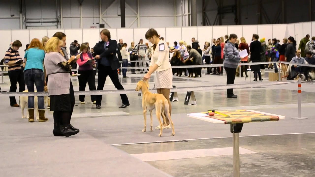 At the show