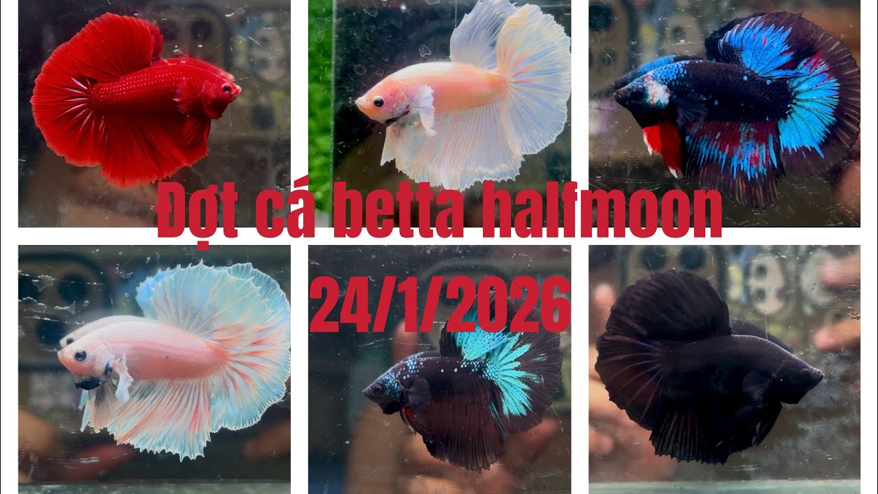 Đợt cá betta Halfmoon 24/1/2026 Black blue HM-Super black HM-Dumbo-Halfmoon grizzle…