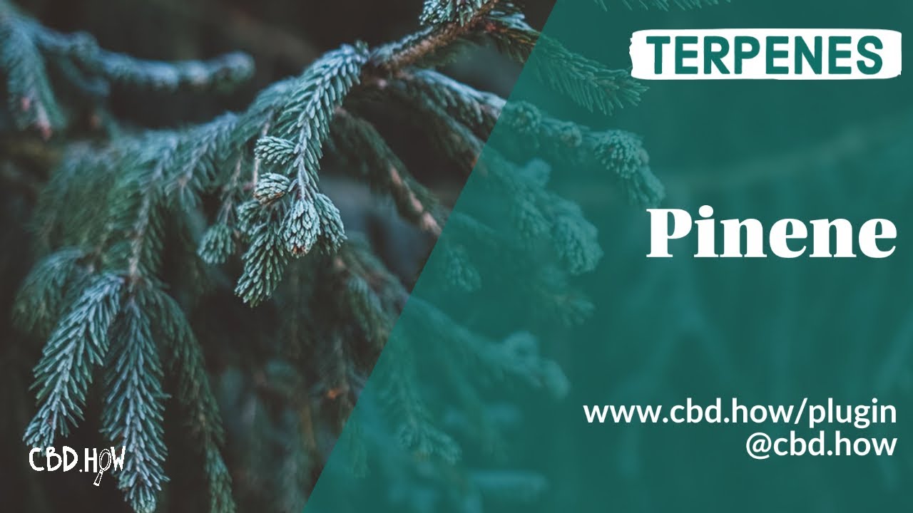 Terpenes 101: Pinene