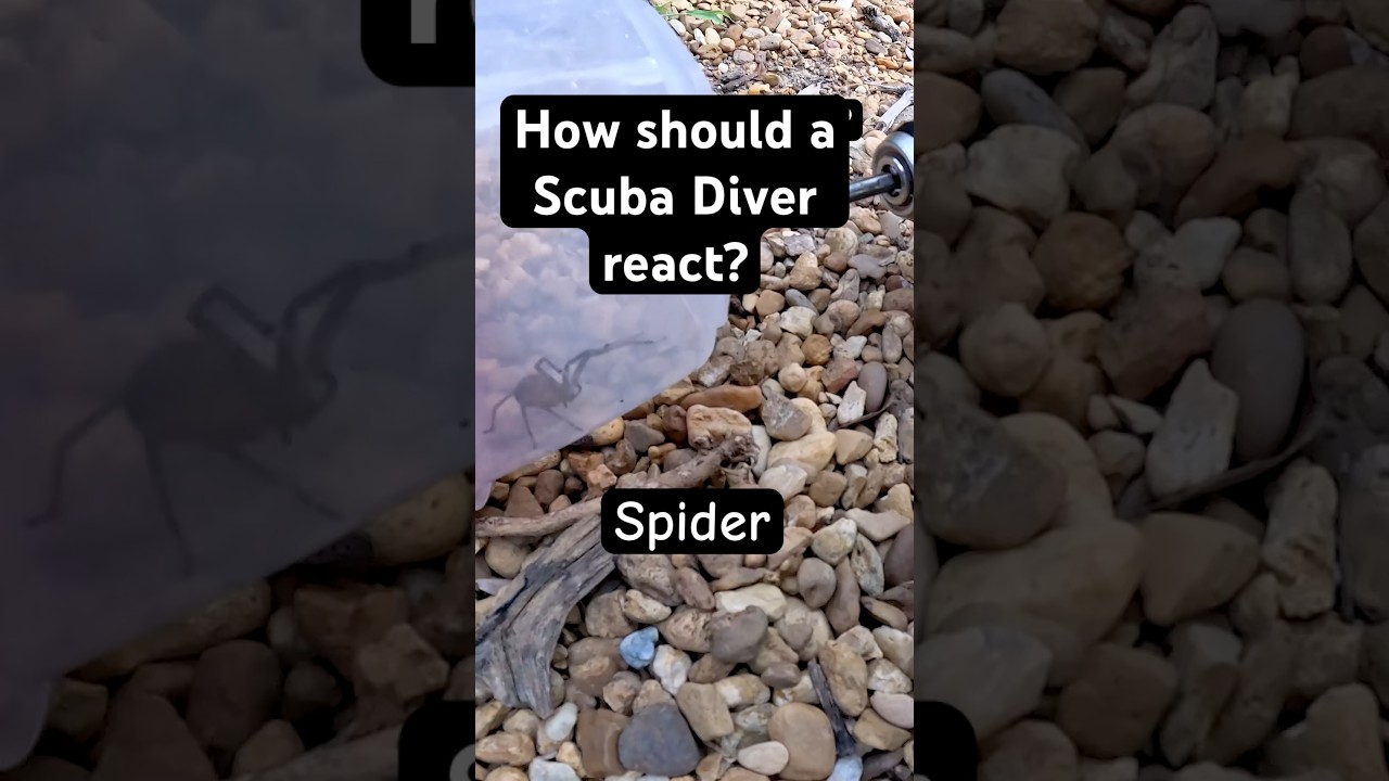 How scuba divers react to a Spider getting in their regulator 🤿🕷️#scubadiving #spider #funnyshorts