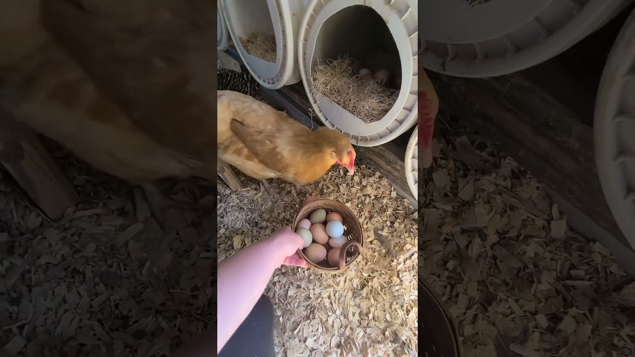 Egg Collecting Time! #eggs #chickens #chickencoop #farmlife