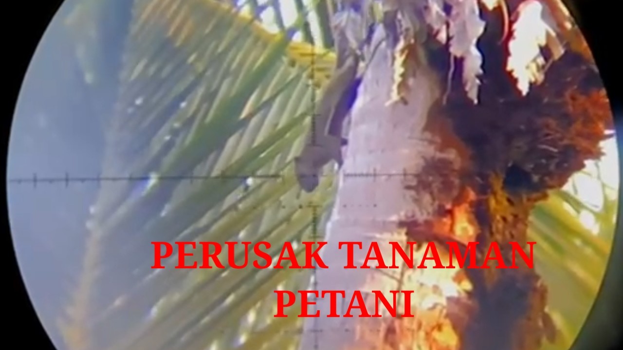 #PERUSAK TANAMAN PETANI AKHIRNYA JATUH...!!