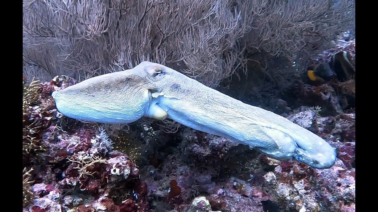 Only Octopus!