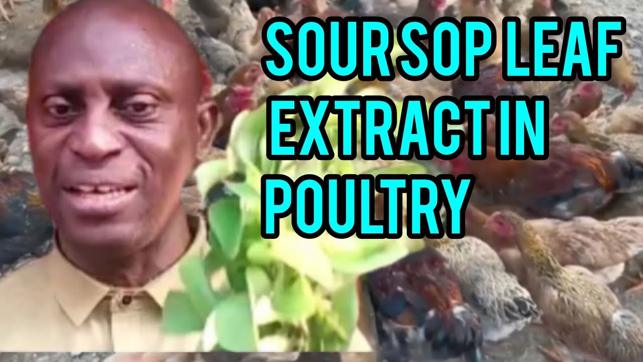 The Powerful Immunity & Growth Booster for Poultry & Livestock With Soursop Leaf Extract