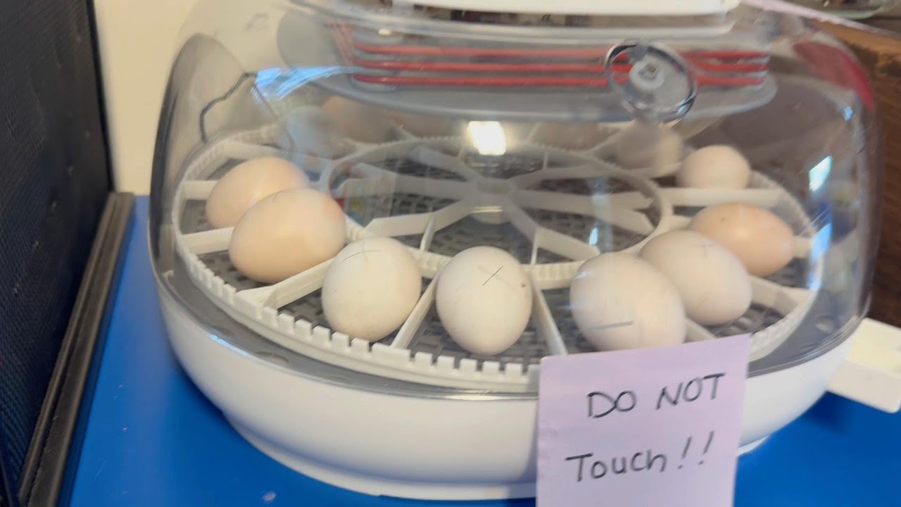 This didn't go as I had planned.Silky chicken hatching-AprilMay 2025 using the nurture 360 incubator
