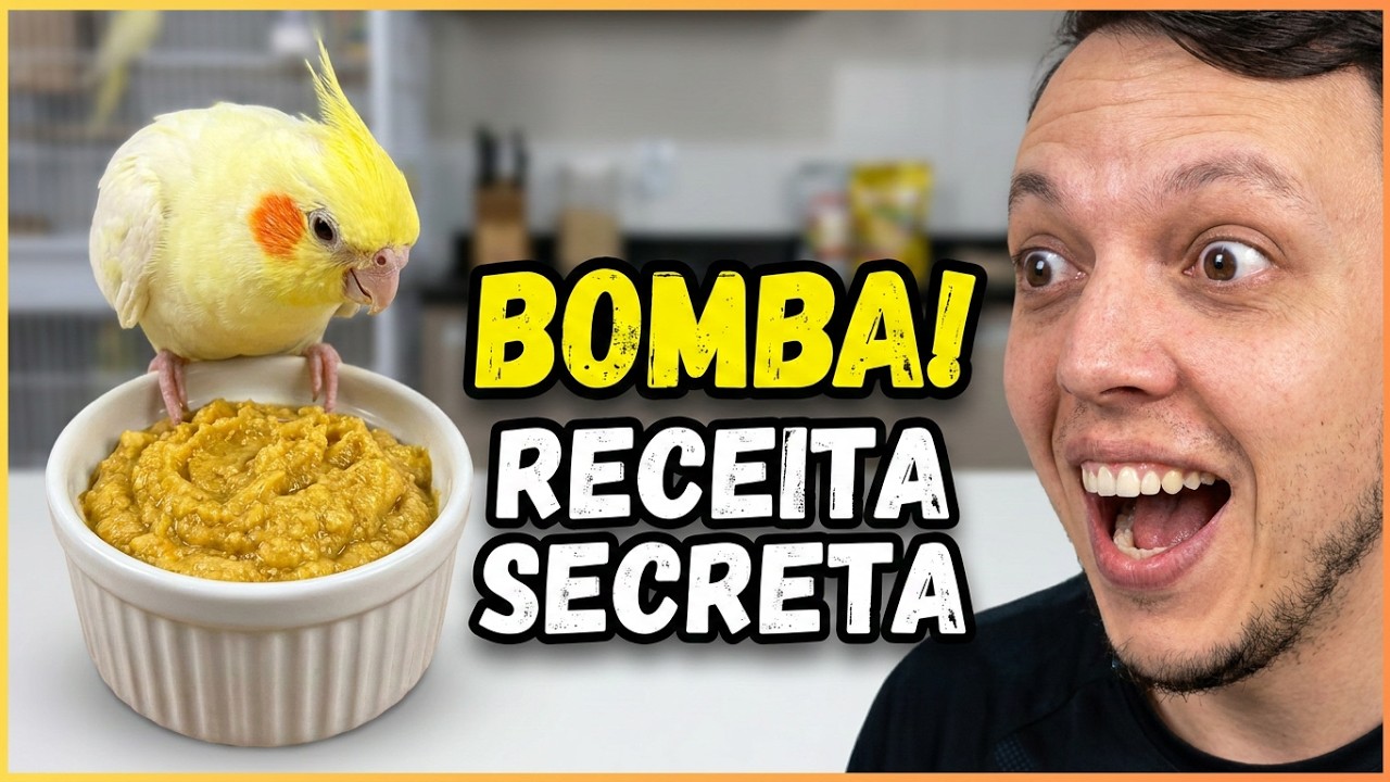 BOMBA! VOU MOSTRAR MINHA RECEITA DE FARINHADA NATURAL E CASEIRA PARA FILHOTES DE CALOPSITAS.
