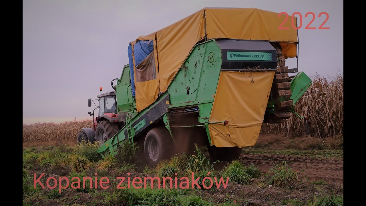 Kopanie ziemniaków 2022 // 2xMassey ferguson, U-r-s-u-s c-360 3P // Agro&Władziu
