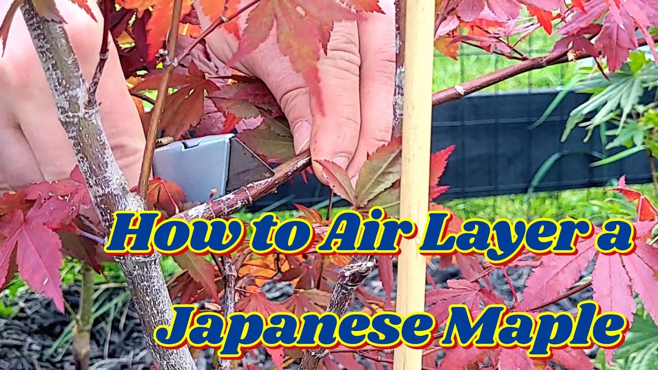 How to Air Layer a Japanese Maple 🍁