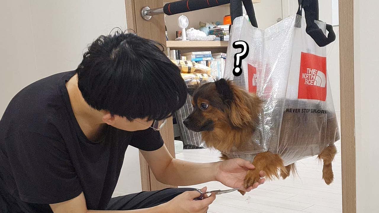 발 잡는걸 싫어하는 강아지 집에서 미용하는 방법..ㅋㅋㅋㅋ