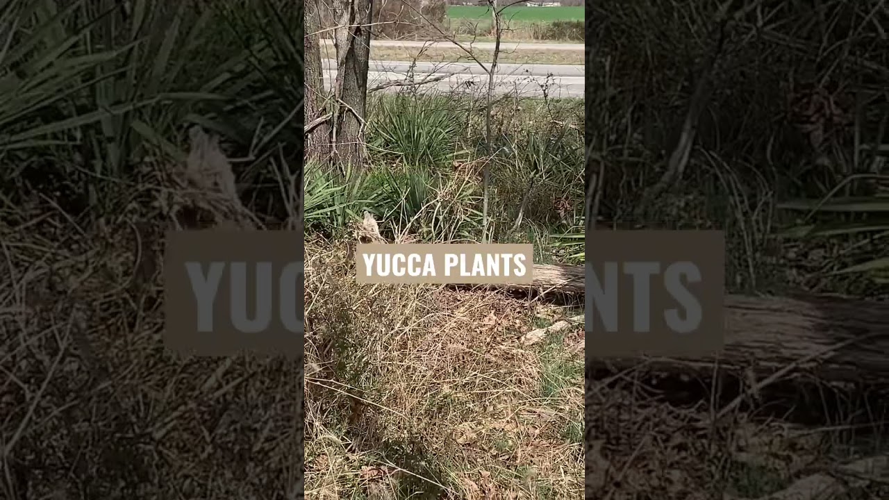 HOW TO TIP | Metal Detecting Secret To Find Old Homesites #metaldetecting #shortsvideo #shorts
