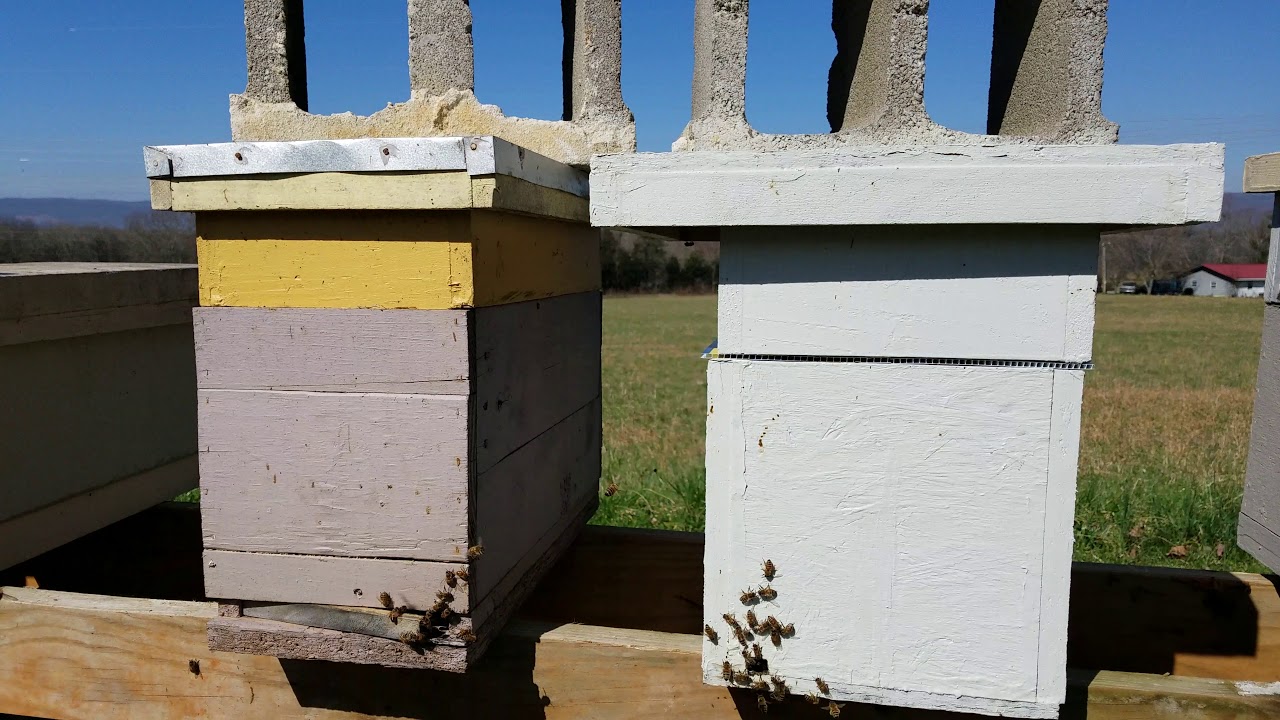 EARLY Beekeeping Spring Management Very Crucial