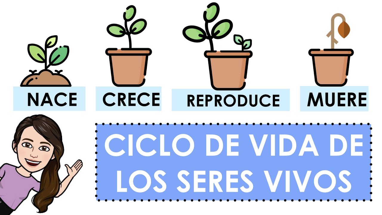 Ciclo de vida de los seres vivos con ejemplos