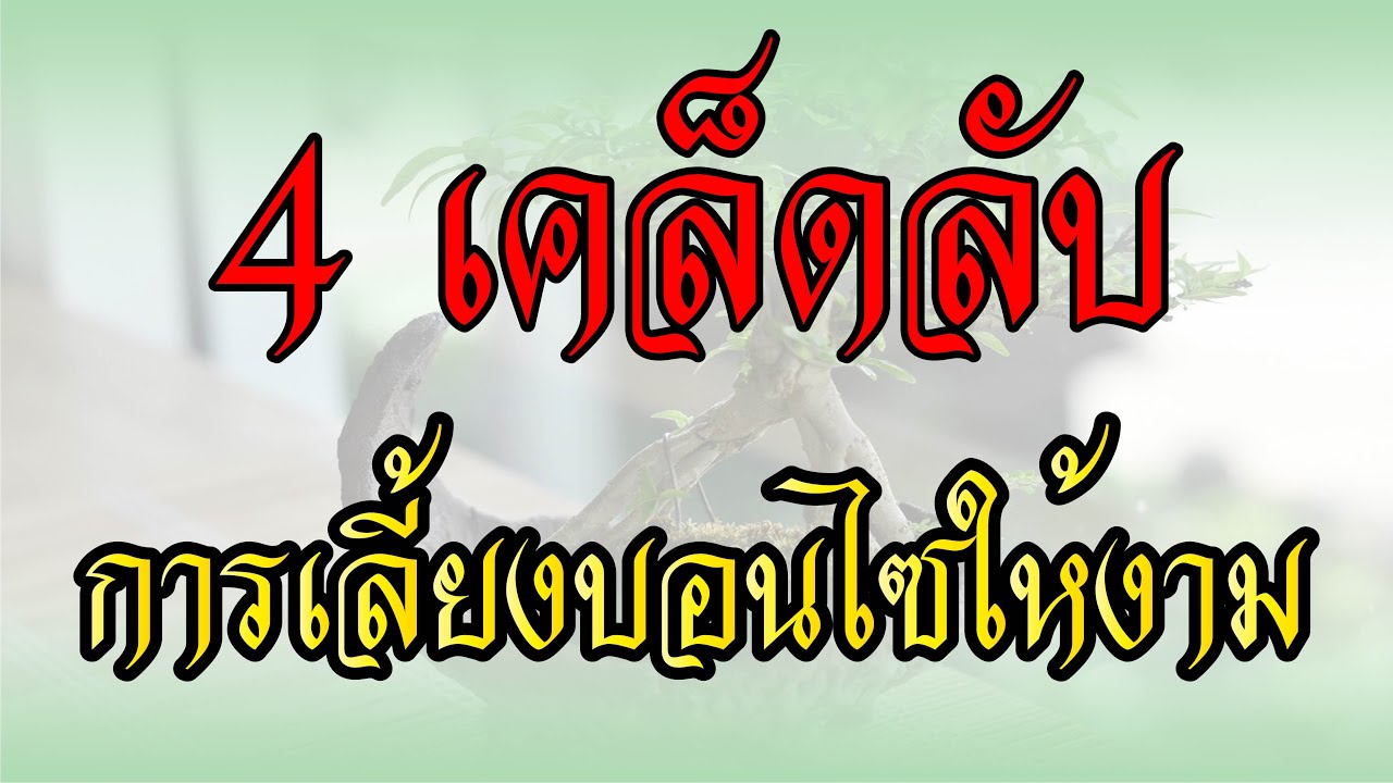 Bonsai Station [บอนไซมือใหม่ป้ายแดง] EP.12 4 เคล็ดลับเลี้ยงบอนไซให้งาม 1