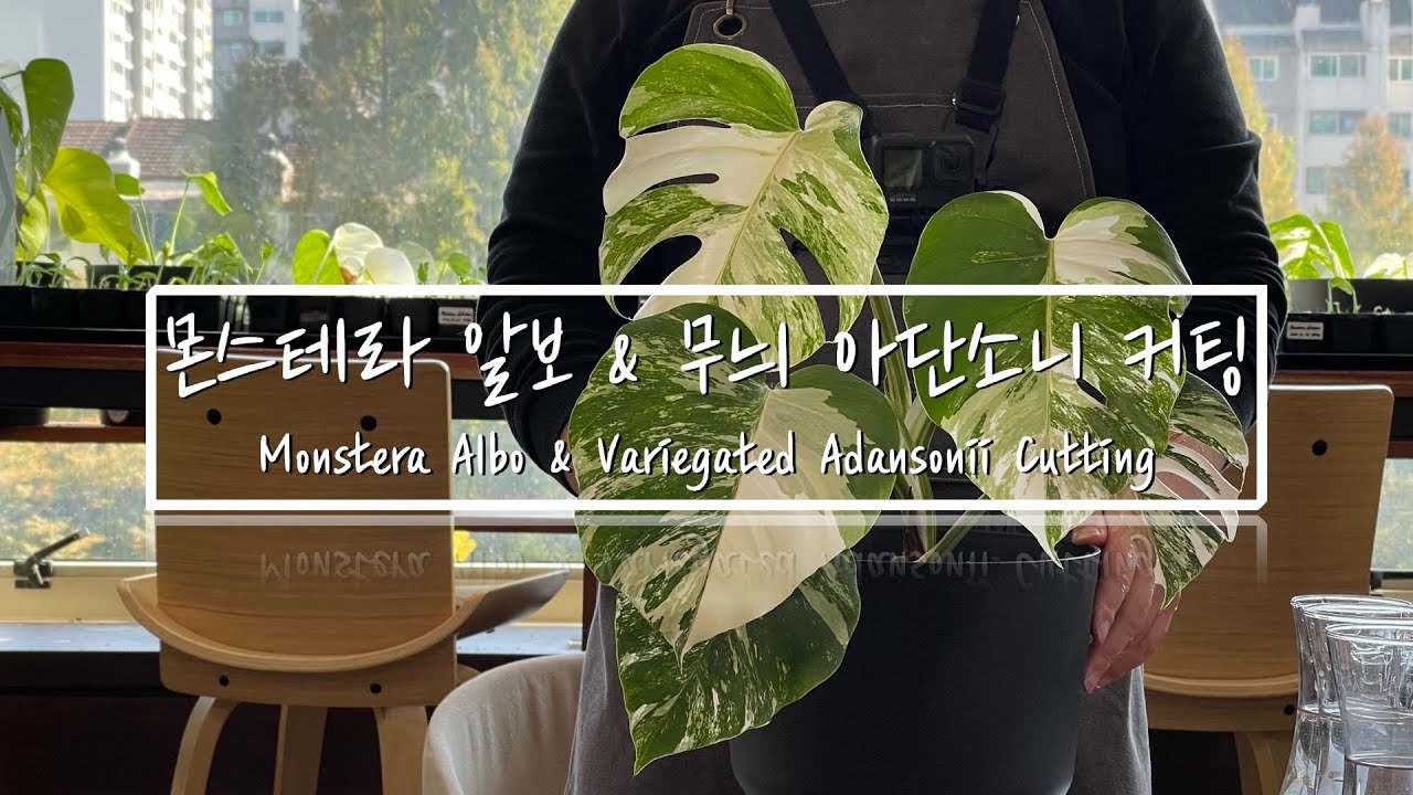 몬스테라 알보 & 무늬 아단소니 커팅(Monstera Borsigiana Albo Variegata & Variegated Adansonii Cutting)