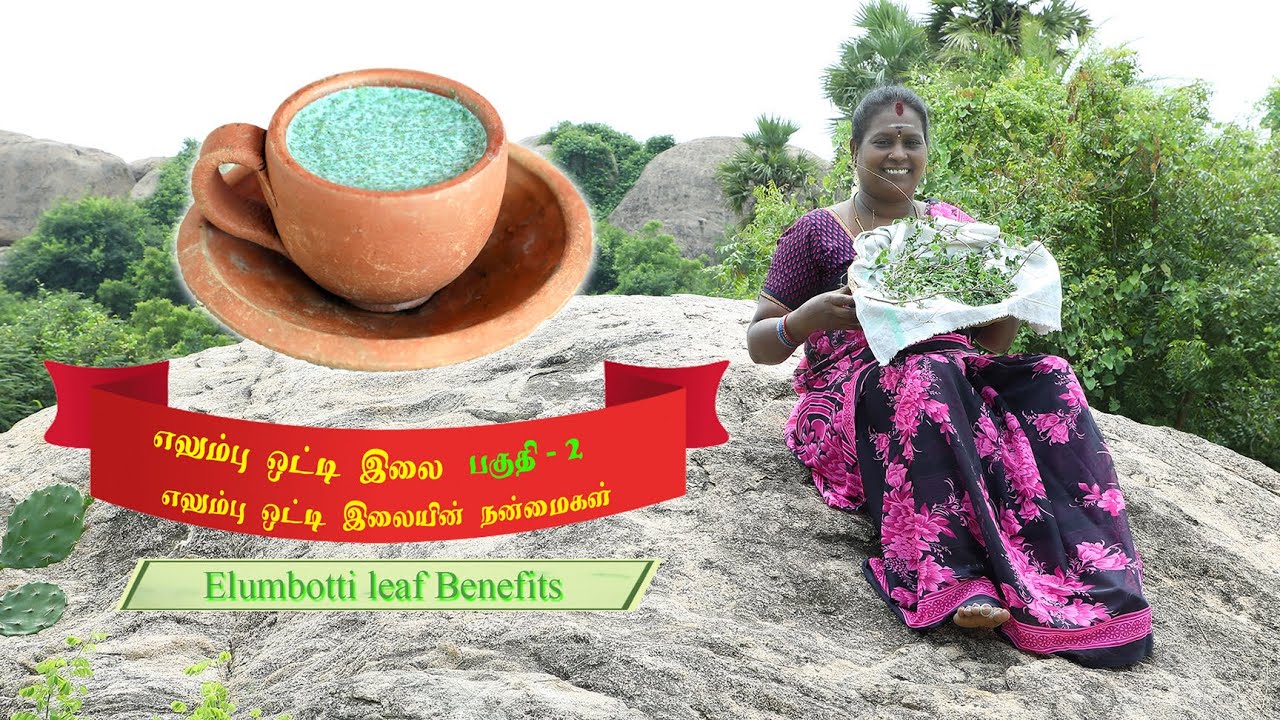எலும்பு ஒட்டி இலை பகுதி 2:எலும்பு ஒட்டி இலையின் நன்மைகள் /Elumbotti leaf Part 2