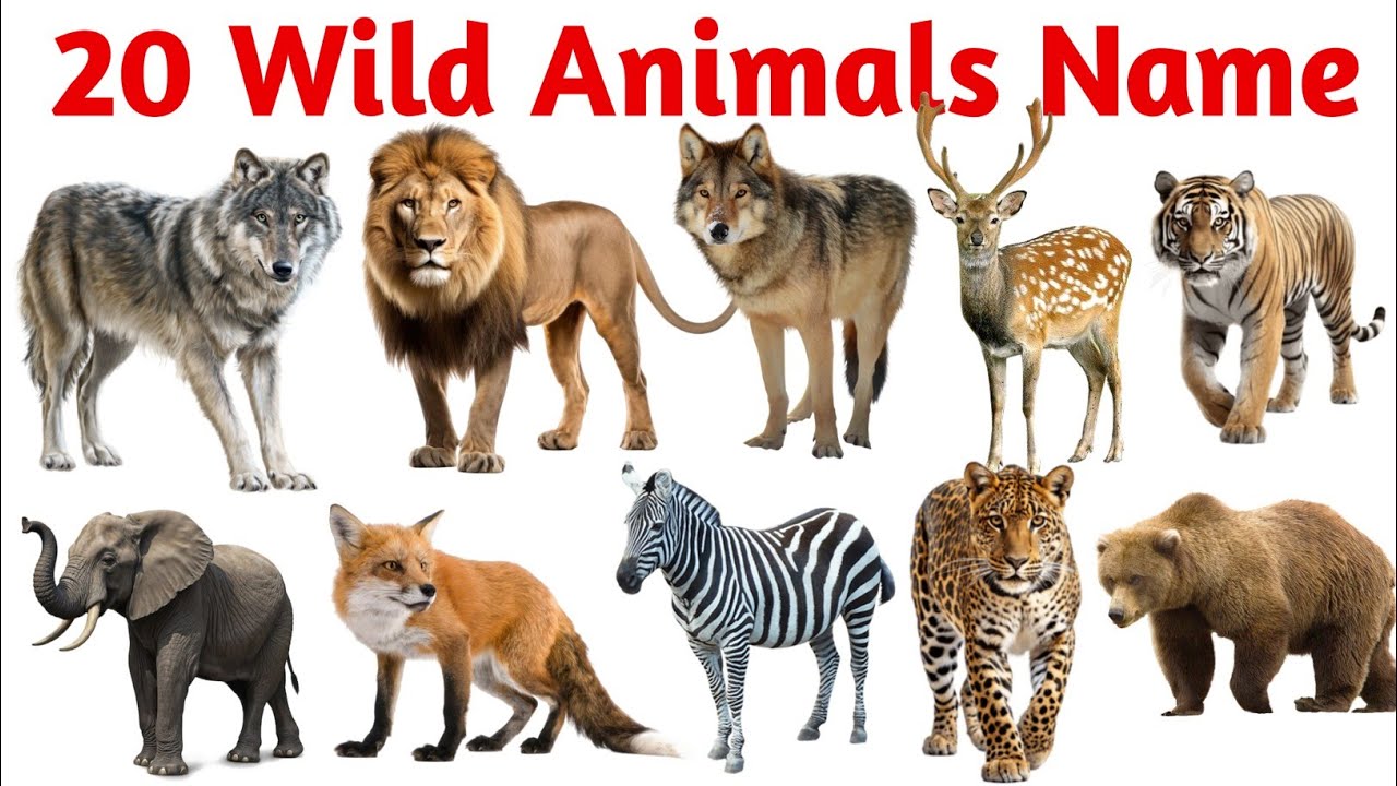Learn Animals Name in English | 20 Wild Animals Name in English | animals name