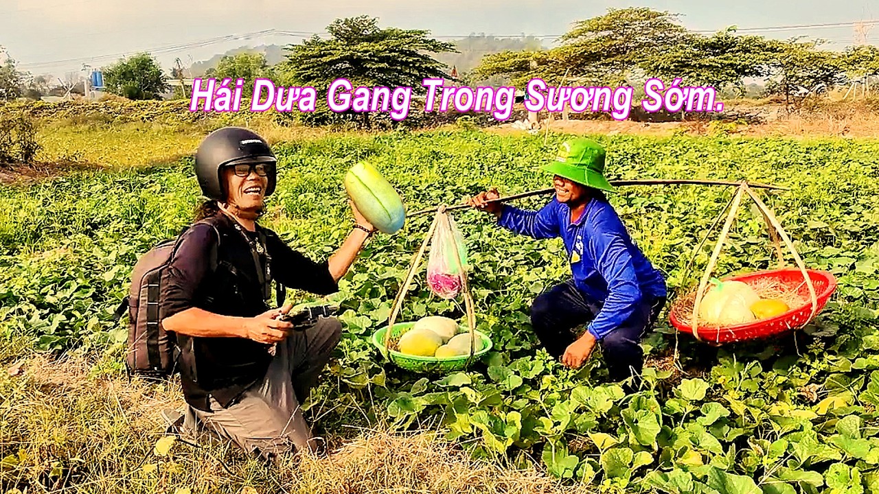 Sương Mờ Cổng Trời Tri Tôn Và Mùa Dưa Gang Thiện Lành Của Người Khmer