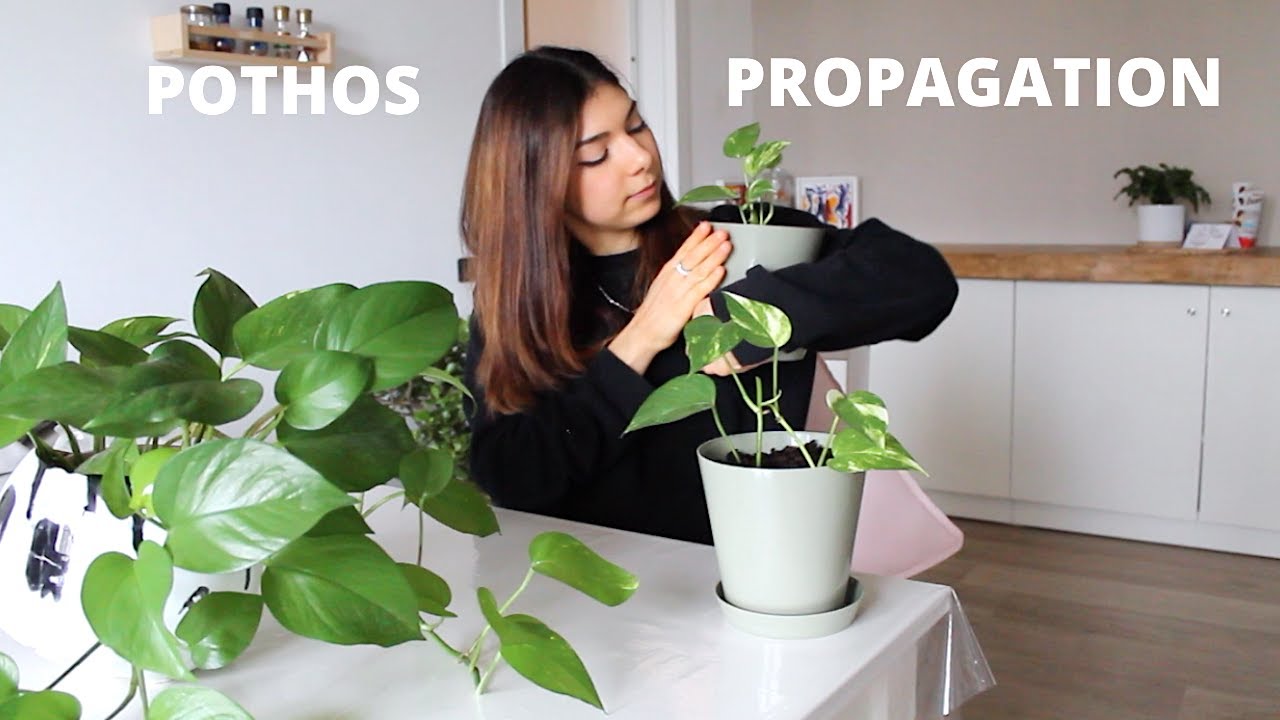 Come PROPAGARE il POTHOS per Talea