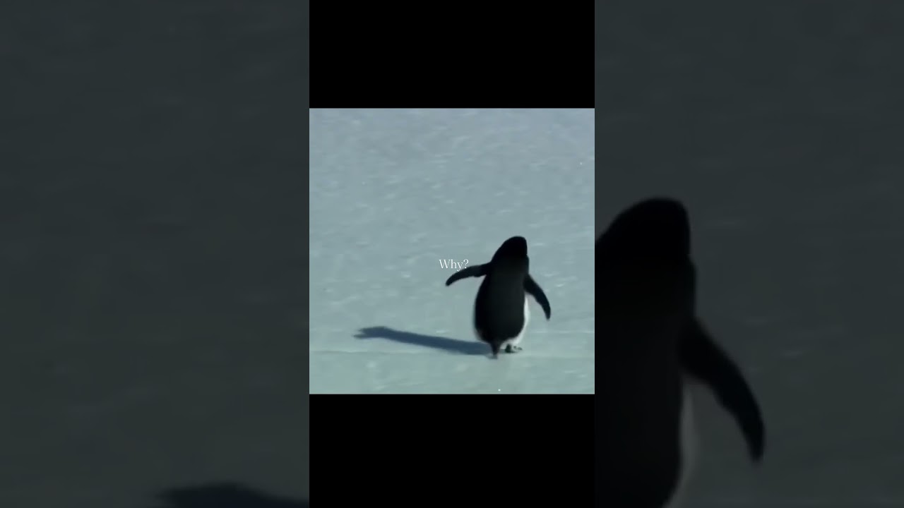 Viral  penguin emotional story“Eros vs Thanatos: The Psychology of Walking Alone”