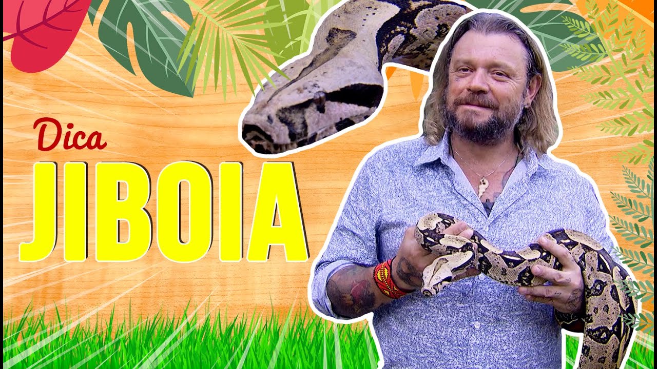 CUIDADOS COM UMA JIBOIA | RICHARD RASMUSSEN