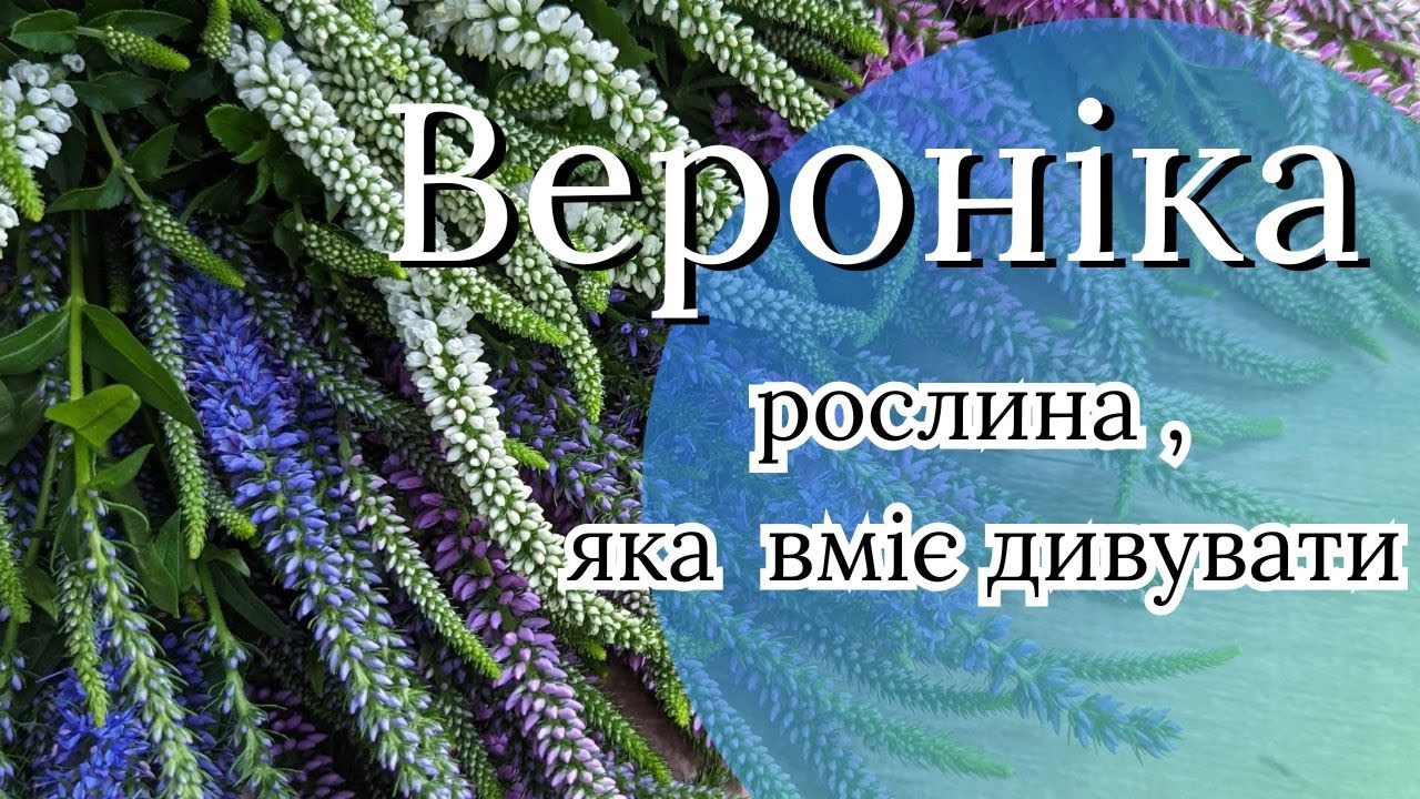 Вероніка садова: колоскова, довголиста, ґрунтопокривна, Вероніка австрійська | Огляд видів і сортів