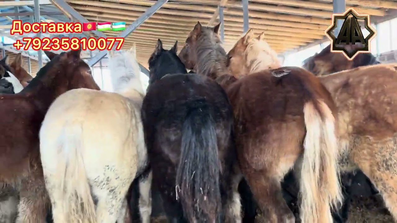 Г Абакан Дилмурад Хожи Йилқилари Тойлар ўрта Осиёга боришади. 03.02.2026 йил