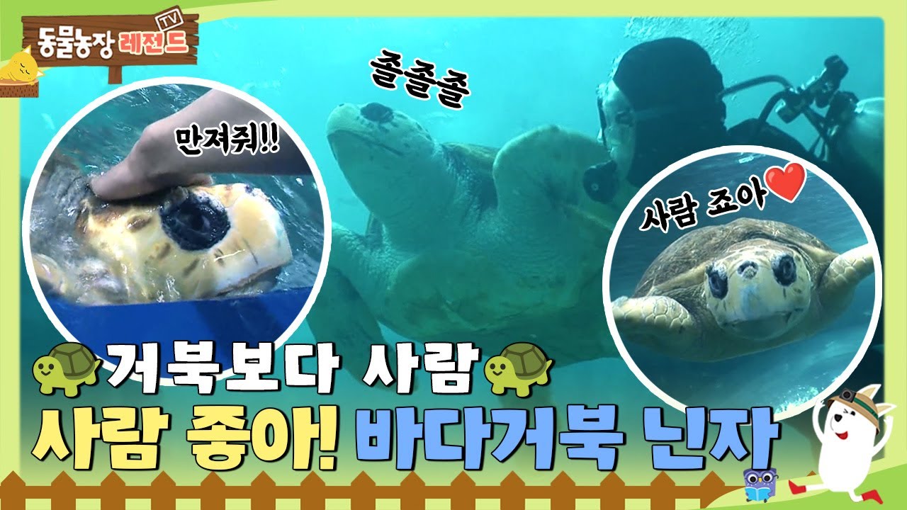 [#TV동물농장레전드] 사람 좋아 거북~🐢 부인보다 사람에게 사랑을 주는 바다거북 닌자❤️ / EP.568 #TV동물농장 #AnimalFarm #SBSstory