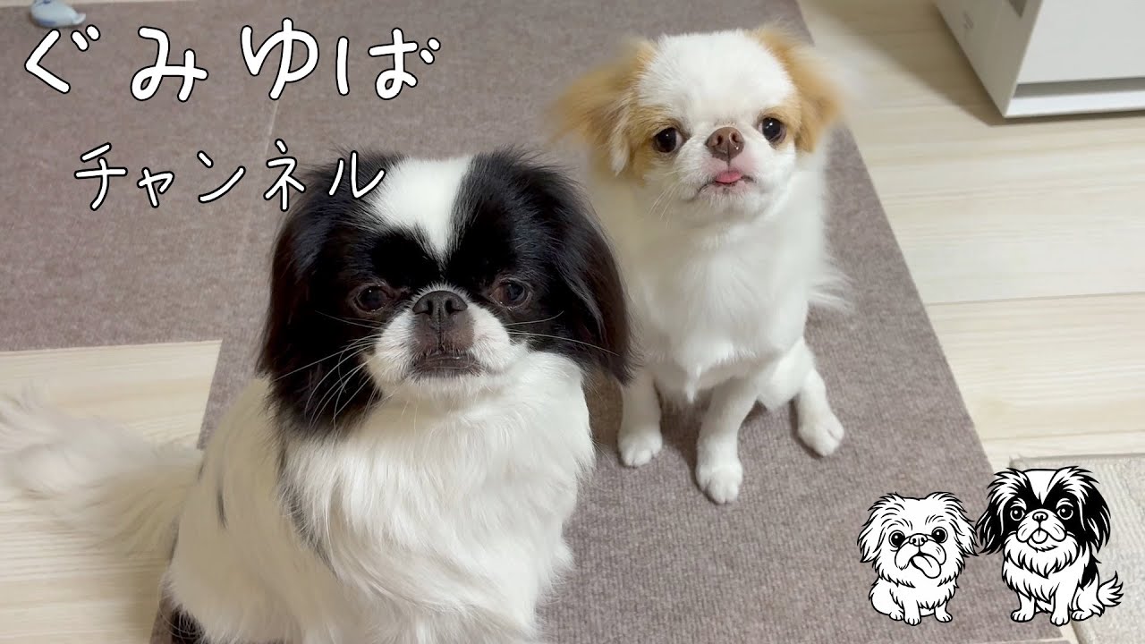 ぐみゆばチャンネル No.3  2025年12月  #ジャパニーズチン #狆 #シャンプー