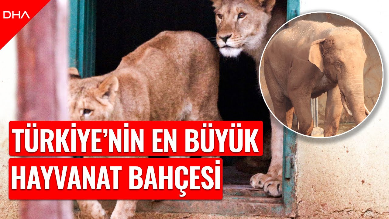 Türkiye'nin en büyük hayvanat bahçesinde tüm zamanların ziyaretçi rekoru kırıldı