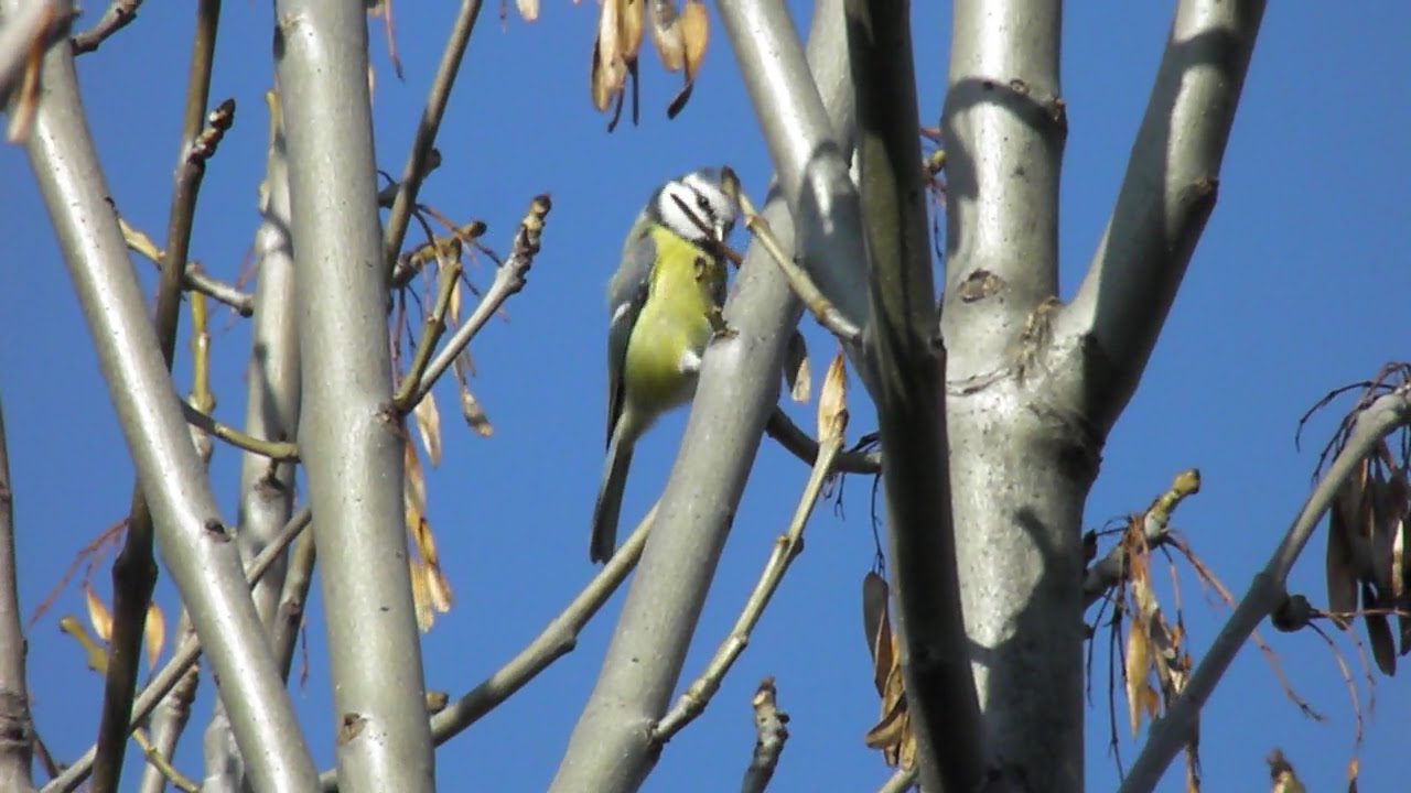 Pitigoi albastru - Blue Tit (Parus caeruleus)
