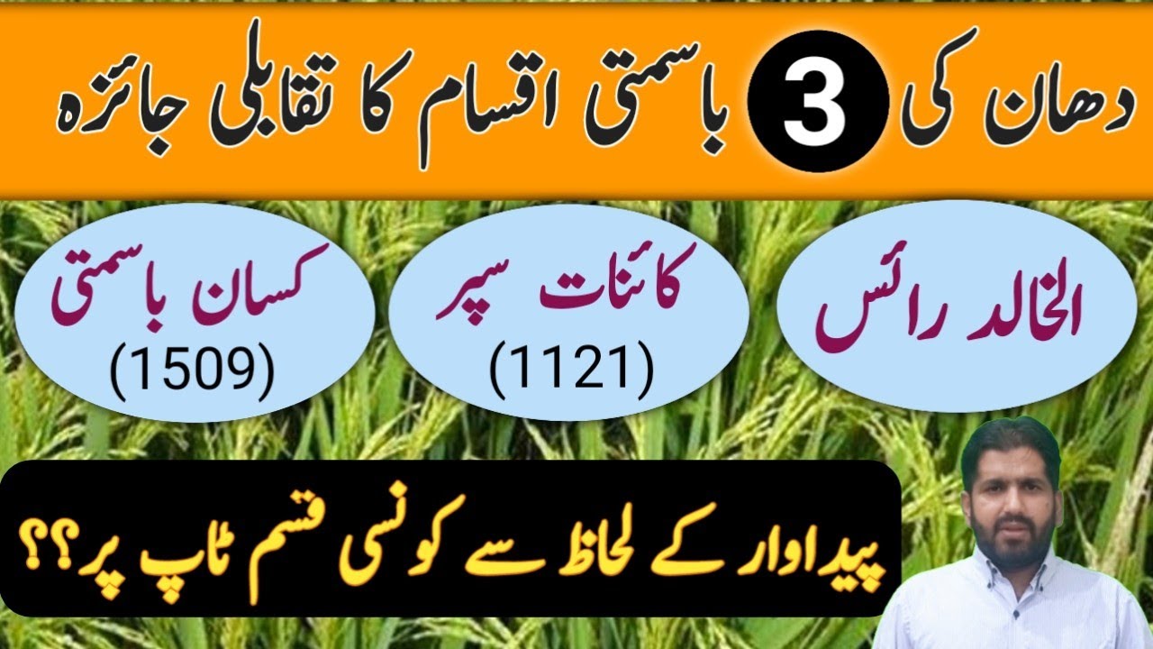 Comparison between Basmati Varieties of Rice (1509,1121, al khalid) | Rice Crop Farming in Pakistan