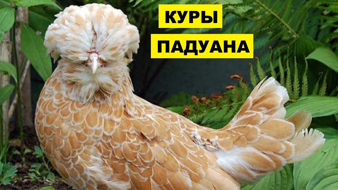 Разведение породы кур Падуана как бизнес идея | Птицеводство | Куры Падуаны
