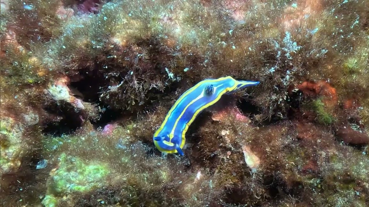 BUCEO LA HERRADURA. LA CALITA-PIEDRAS ALTAS. 31.05.25.