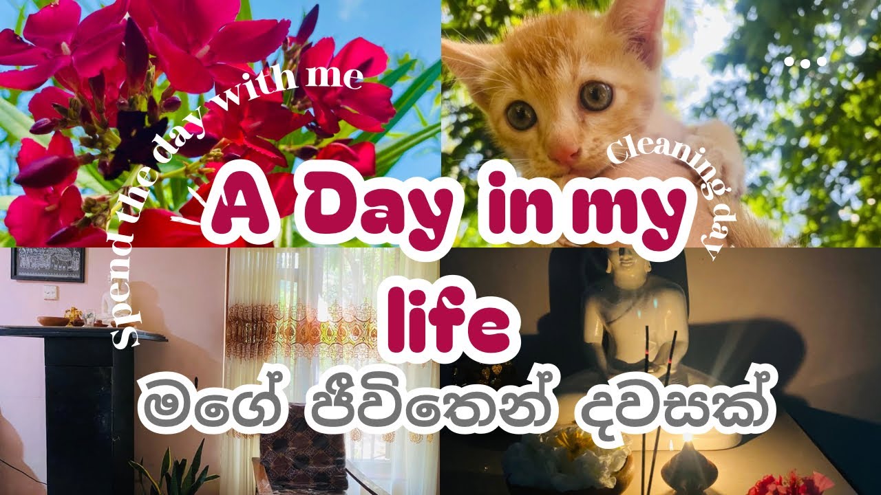A Day in my life 🤍☘️|තවත් ලස්සන දවසක්🌷|daily  vlog✨