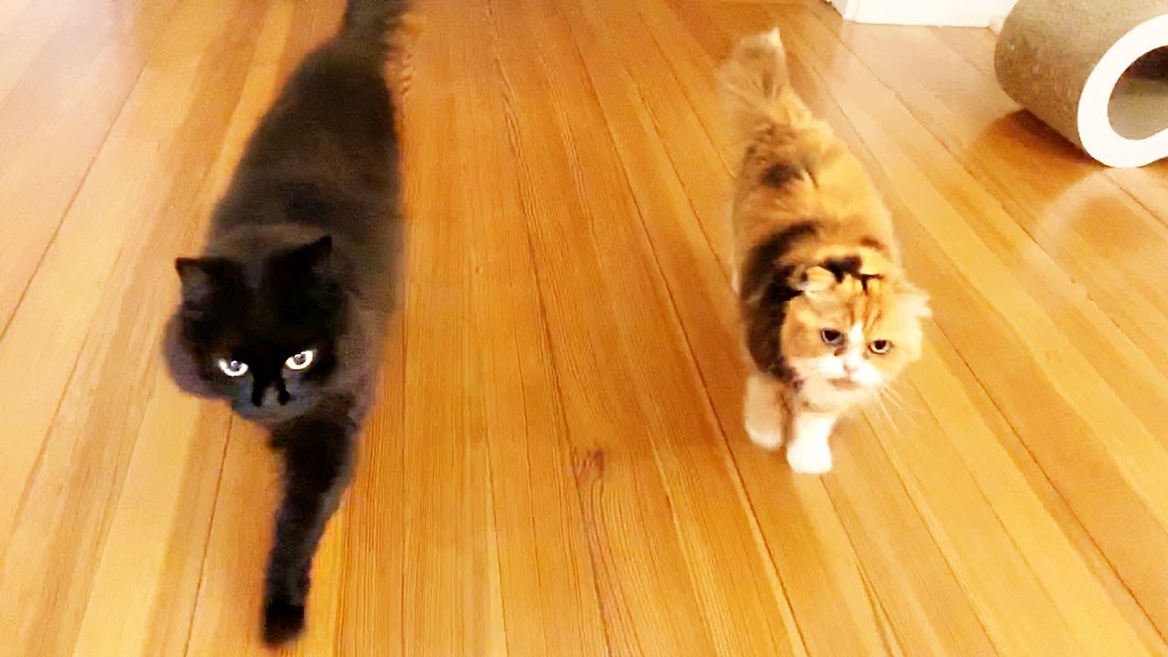 【しゃべる猫】帰宅した飼い主を追いかけて競争する猫たち【かわいい】