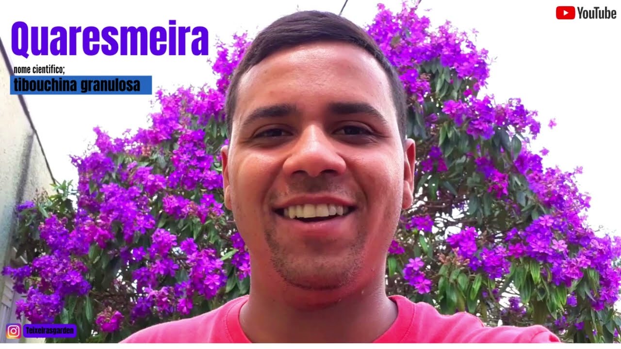 Quaresmeira arvore pioneira nativa da mata atlantica #Tibouchinagranulosa
