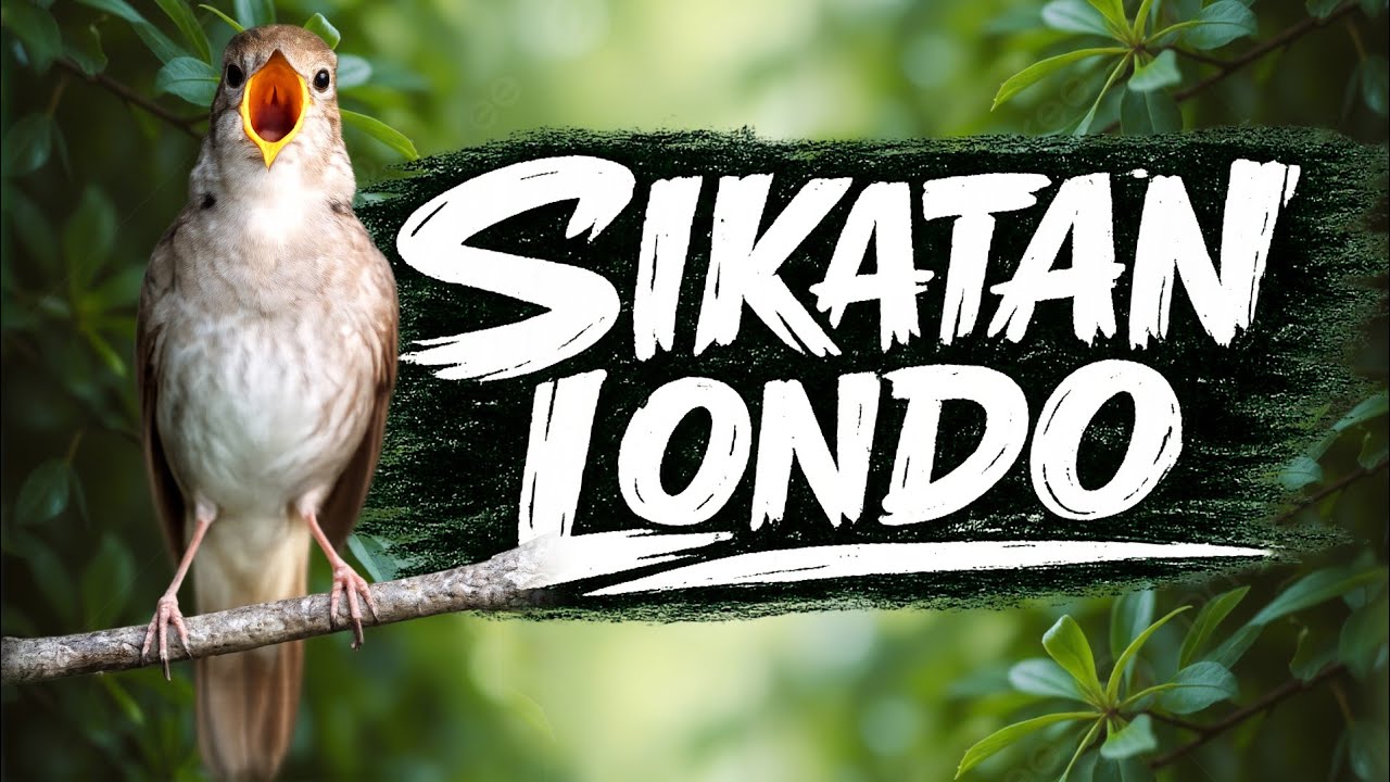 Suara Alami Sikatan Londo (Luscinia megarhynchos) | Suara Burung Eropa & Subtropis untuk Relaksasi
