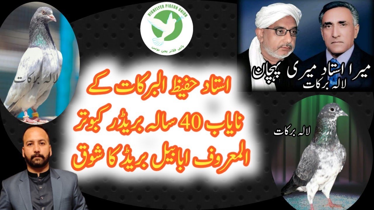 Ustad Hafeez ul barkat || Ustad raheem bakash party || 40 year old pigeon Breeds || Famous ababeel