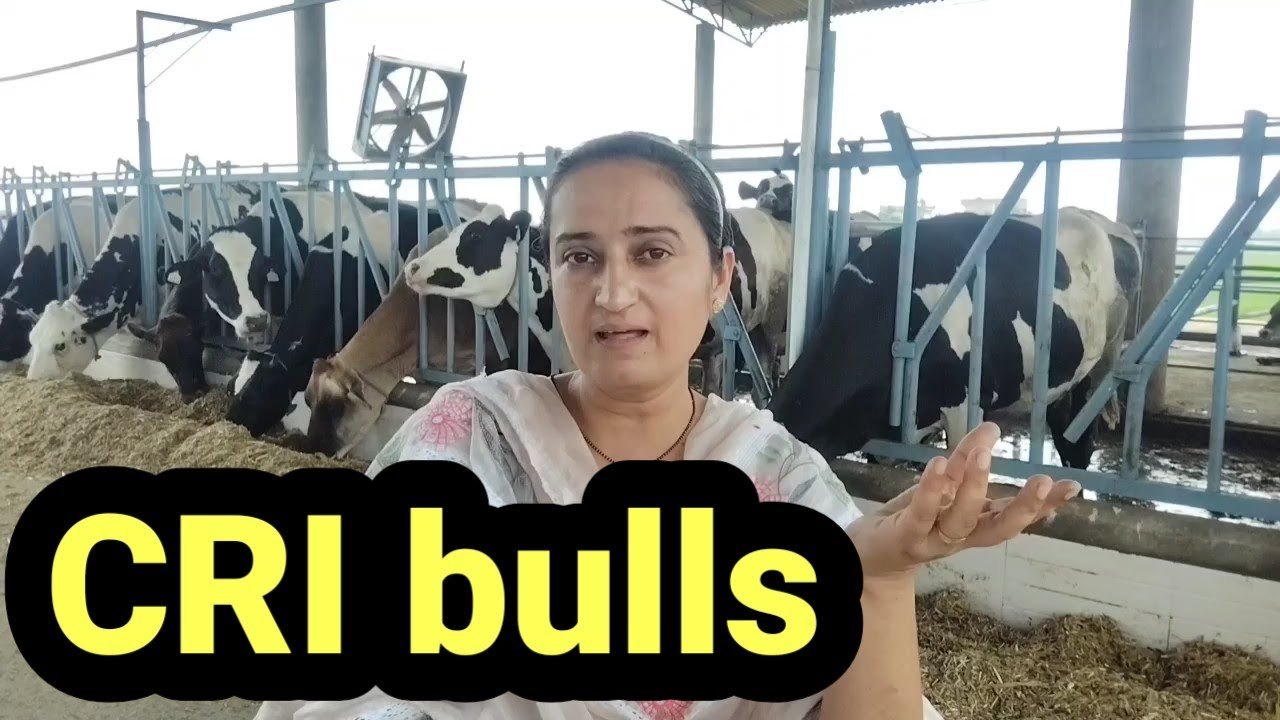 CRI semen price and bulls available 
