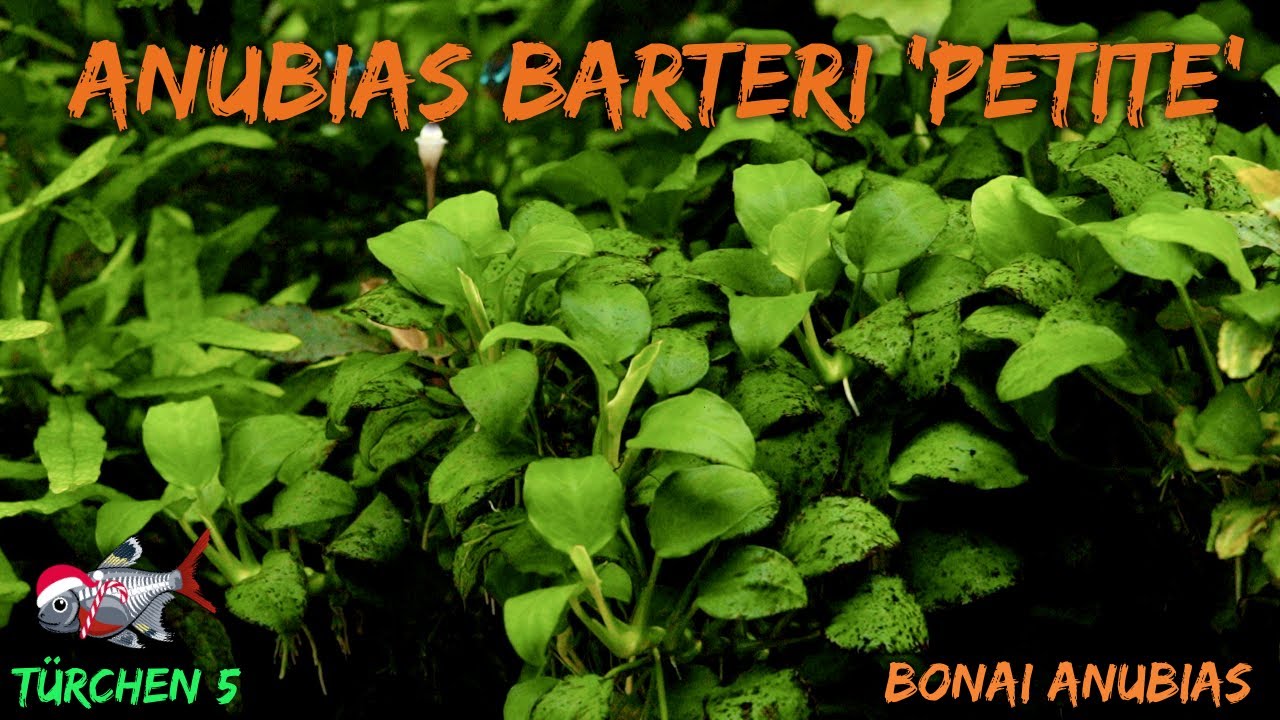 Das Bonsai-Speerblatt - Anubias barteri 'Petite' | ADVENTdicted! Adventskalender | Türchen 5