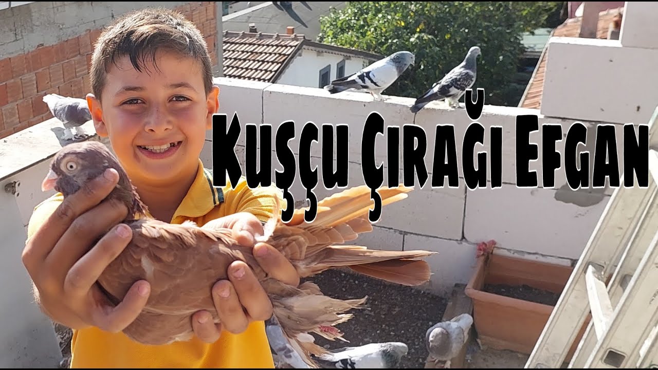 Kuşçu Çırağı Efgan. Derince, Kocaeli