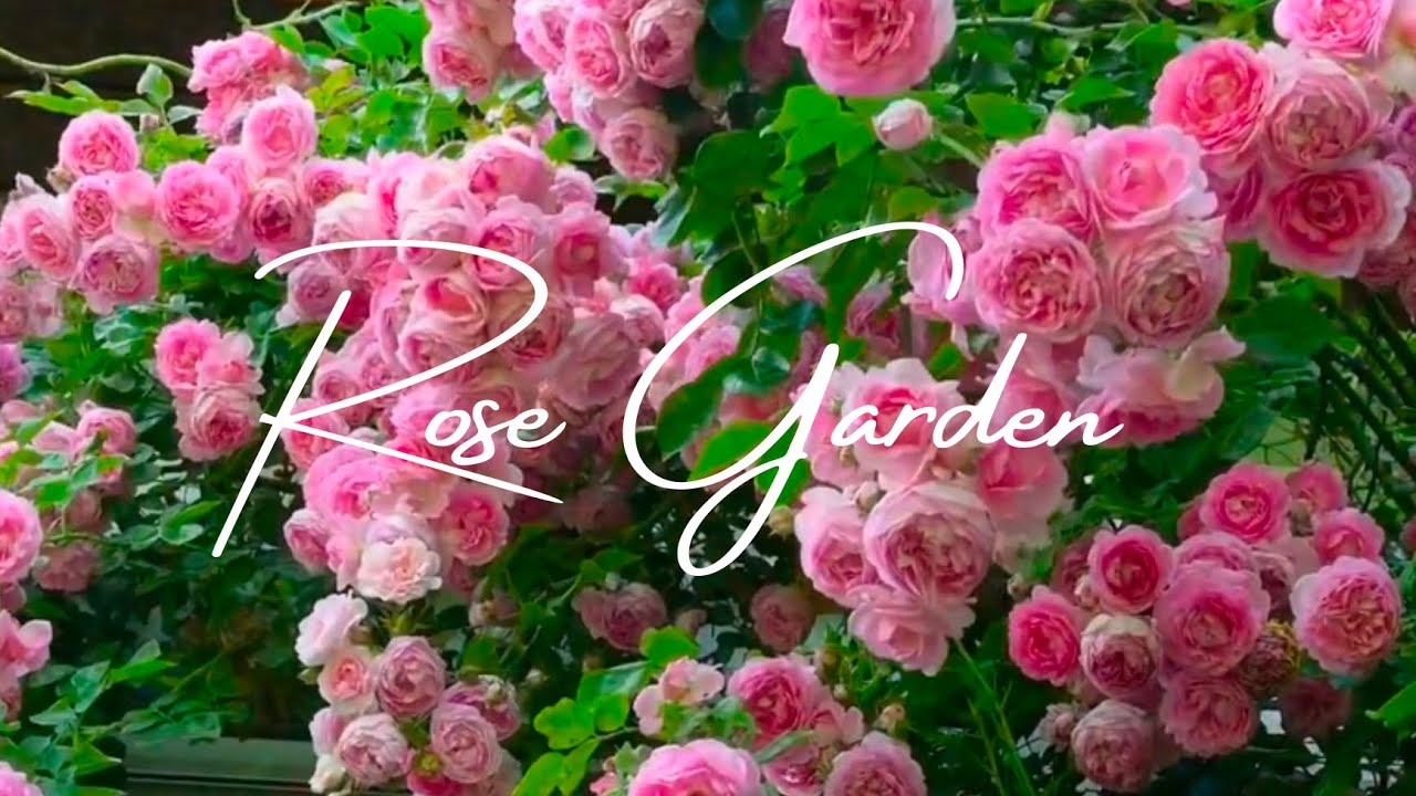 Stunning Rose Gardens Inspiration Ideas! #rose #garden #plants #flowers #viral #satisfying