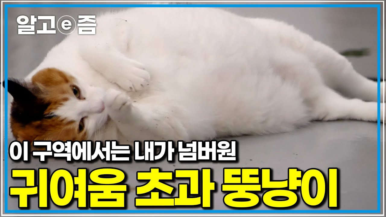 봄이는 보호소에 들어오기 전부터 체형이 큰 고양이, 새끼를 낳은 뒤에도 체중은 쉽게 줄지 않았고, 이제는 뚱뚱함을 넘어 봄이의 건강까지 걱정되는 상황인데｜고양이를 부탁해｜알고e즘
