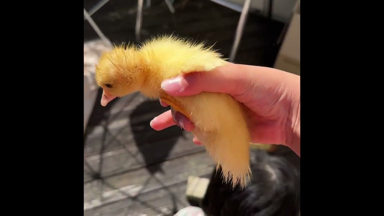 New born ducklings ( mini Oreo)!